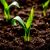 Topic image: Life Cycle of a Plant